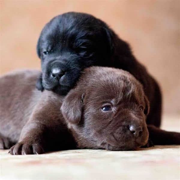 Lab puppies brown and black 2