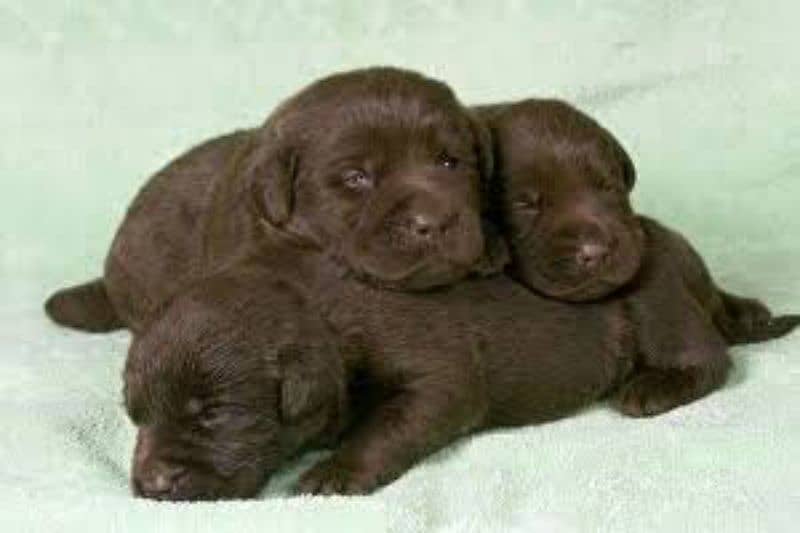 Lab puppies brown and black 3