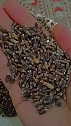 Black Wheat