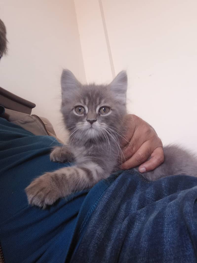 Grey Persian Cat 45 Days, Playfull 0