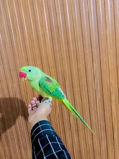 PURE KASHMIRI RAW PARROT