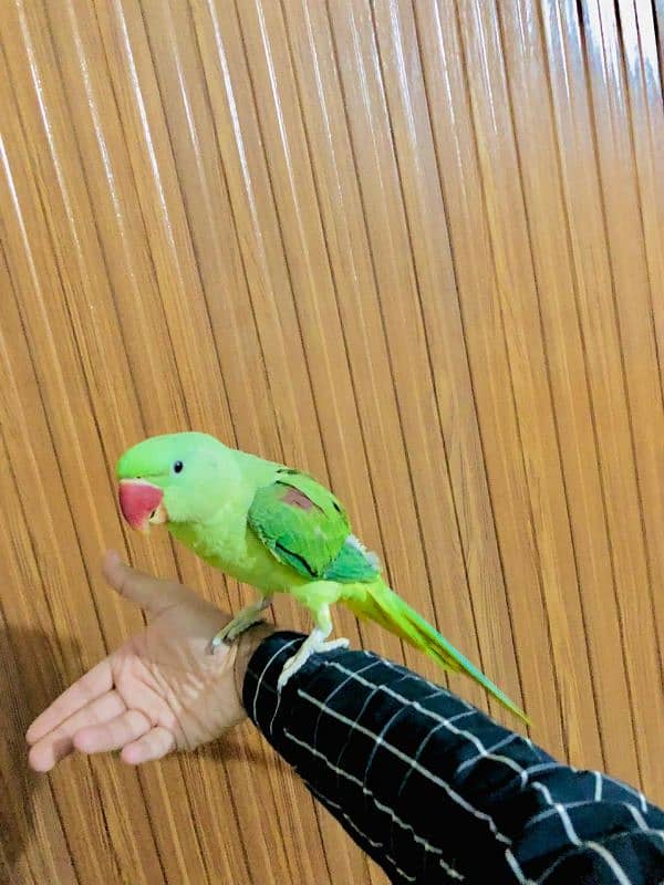 PURE KASHMIRI RAW PARROT 1