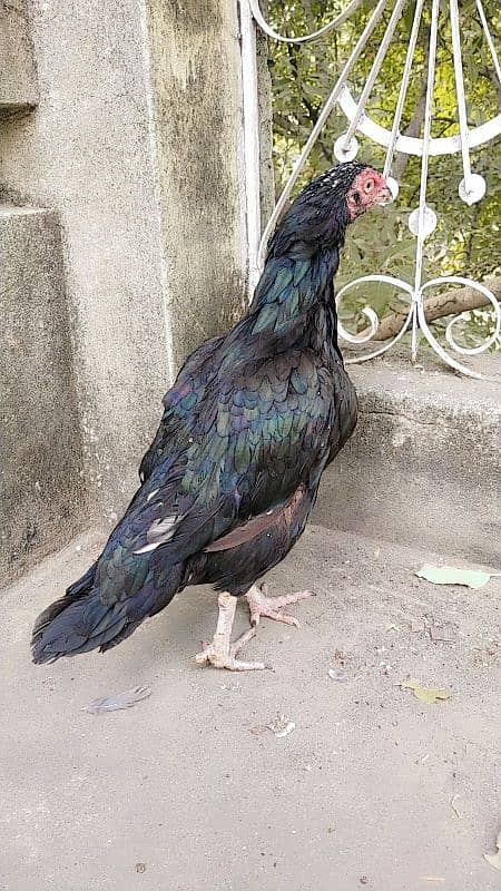 LASSANI ASEEL HEN BREEDAR FEMALE 0