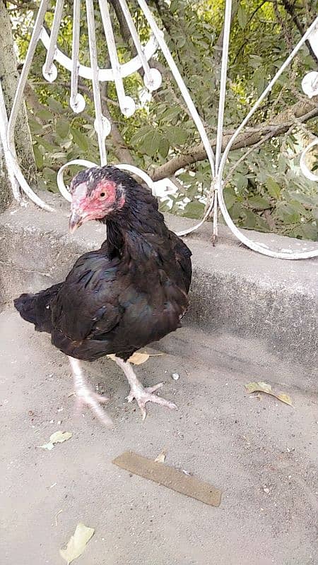 LASSANI ASEEL HEN BREEDAR FEMALE 1