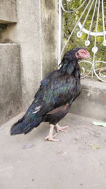 LASSANI ASEEL HEN BREEDAR FEMALE 2