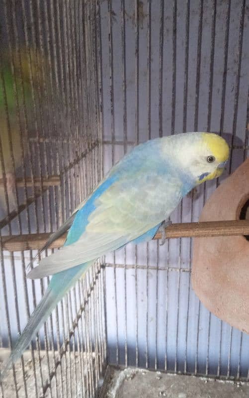 Rainbow Budgies Male 0