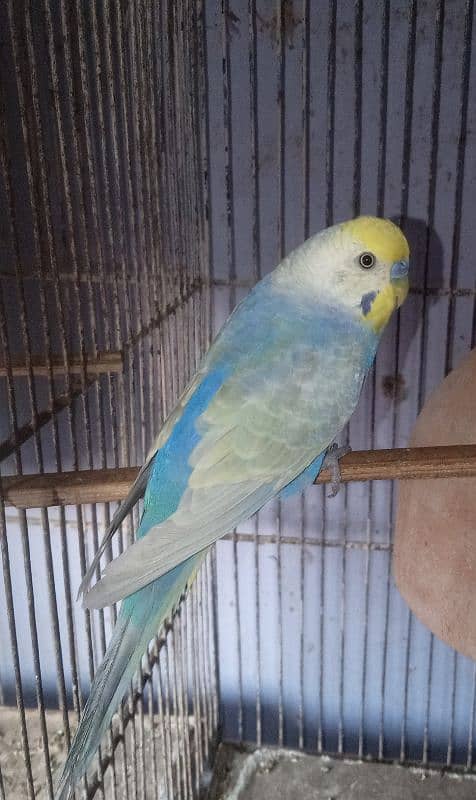 Rainbow Budgies Male 1