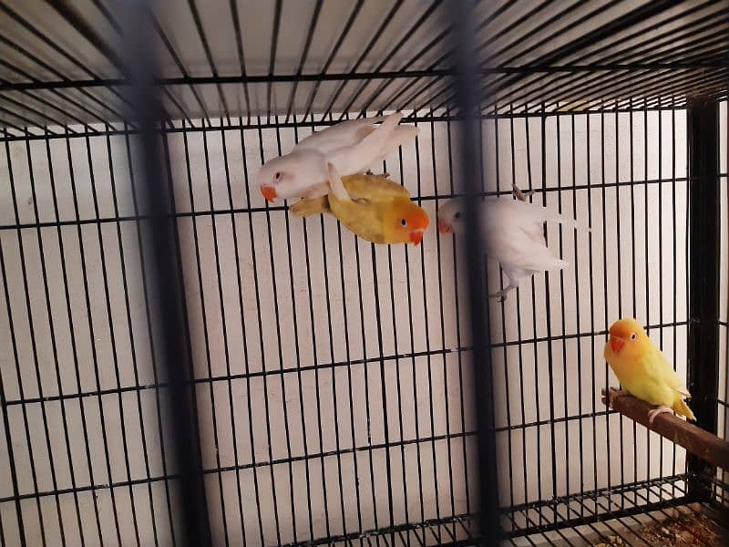 Cocktail, Love Birds and Exhibition Budgies available 0