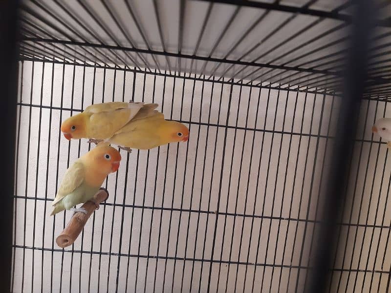 Cocktail, Love Birds and Exhibition Budgies available 4