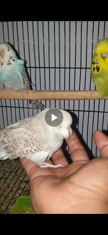 Cocktail, Love Birds and Exhibition Budgies available 7