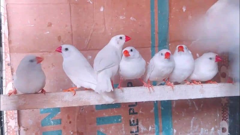 Eno breeder pairs,snow white finches 1