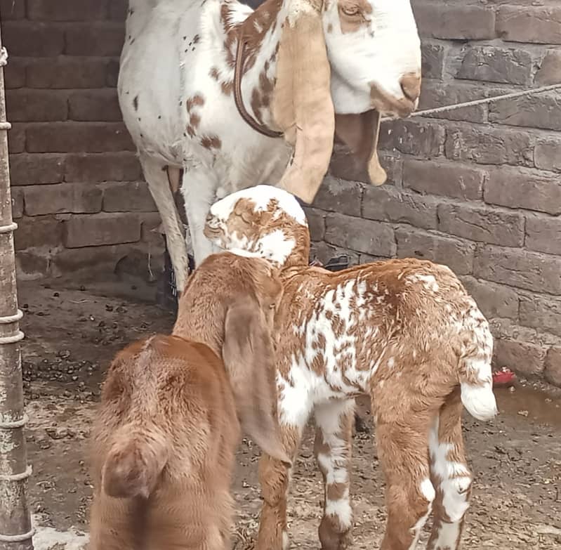 dasi bakri 2 Bachao wali ak makhi china Bakra or bakri 0