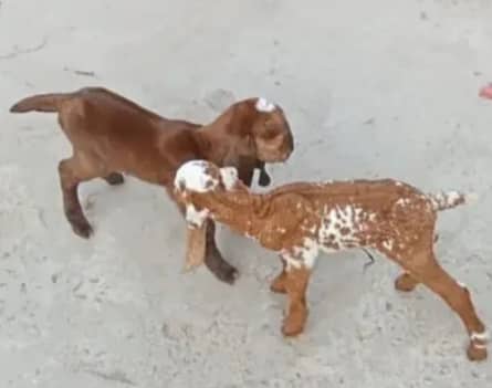 dasi bakri 2 Bachao wali ak makhi china Bakra or bakri 1