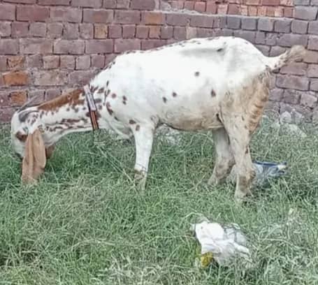 dasi bakri 2 Bachao wali ak makhi china Bakra or bakri 2