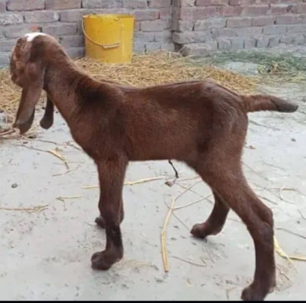 dasi bakri 2 Bachao wali ak makhi china Bakra or bakri 3