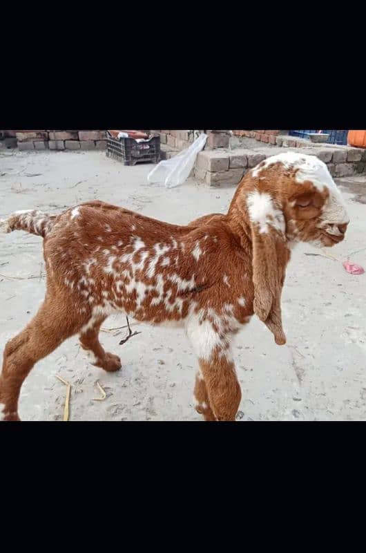 dasi bakri 2 Bachao wali ak makhi china Bakra or bakri 4