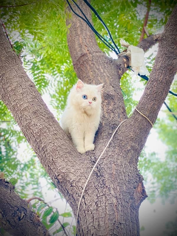 persian cat , punch face , soo cute ,female , odd eyes , age 9 months 0