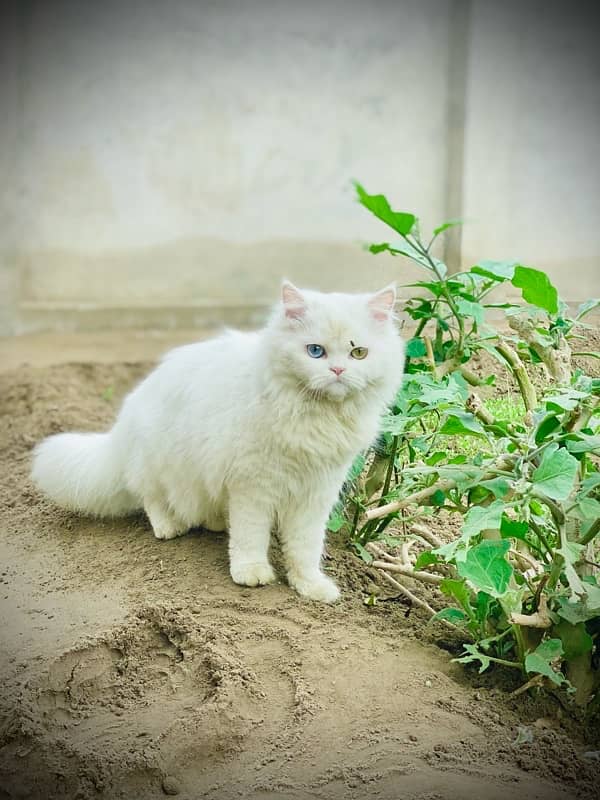 persian cat , punch face , soo cute ,female , odd eyes , age 9 months 1