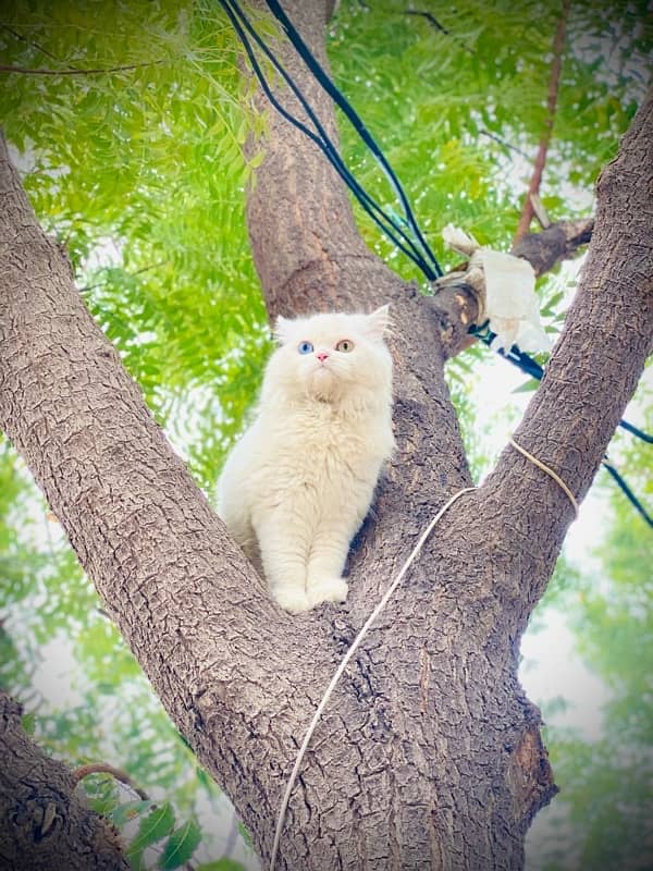 persian cat , punch face , soo cute ,female , odd eyes , age 9 months 3