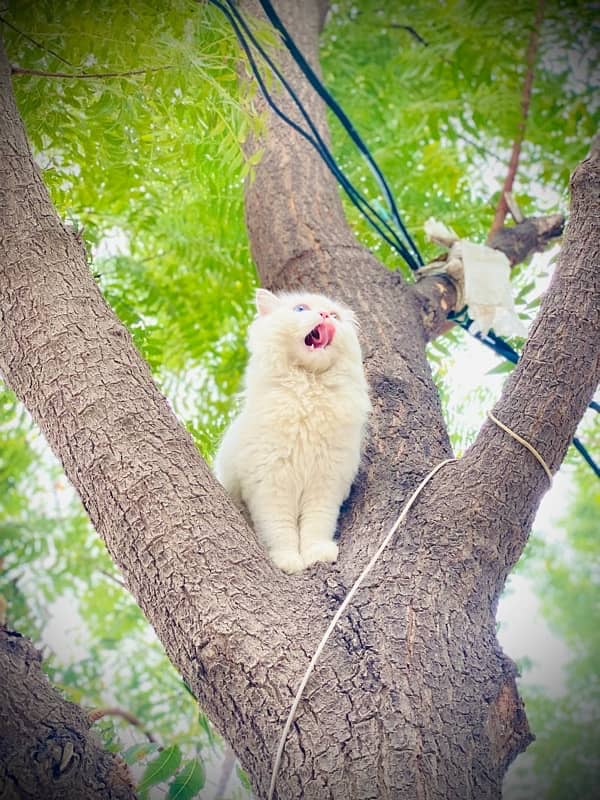 persian cat , punch face , soo cute ,female , odd eyes , age 9 months 4