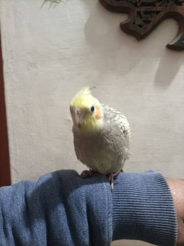 hand team cockatiel for sale 0