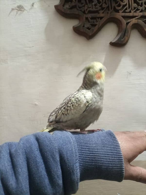 hand team cockatiel for sale 1