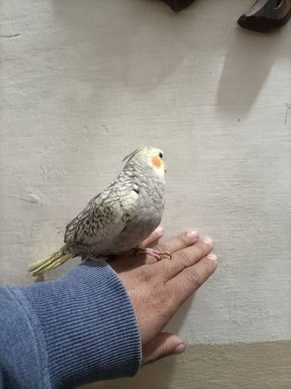 hand team cockatiel for sale 2