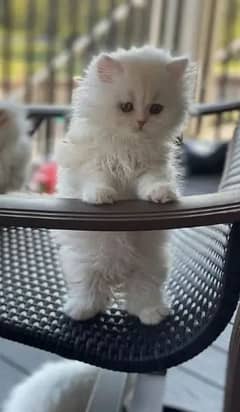 Persian punch face white cat