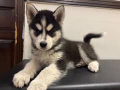 2 Months Siberian Husky