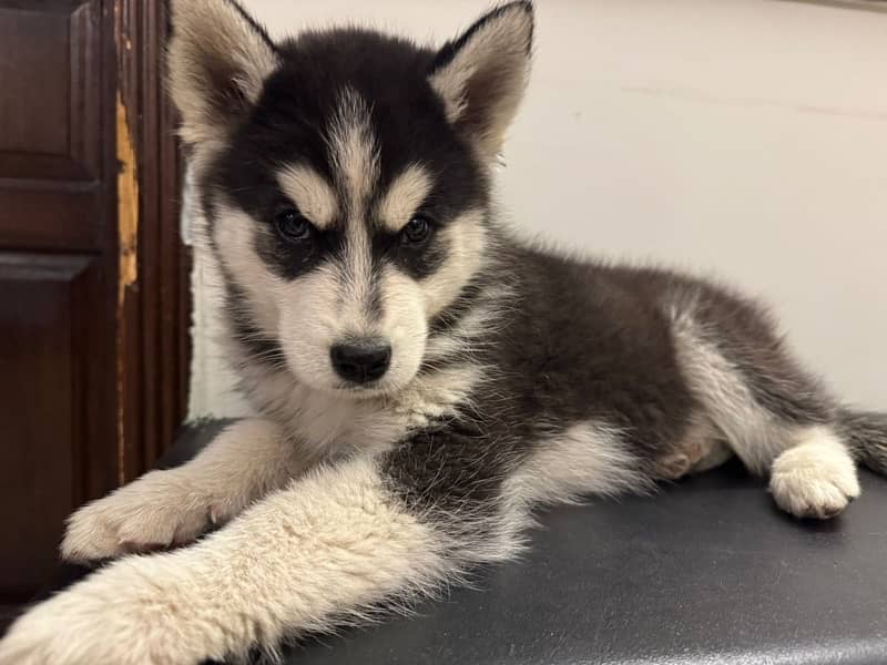 2 Months Siberian Husky 1