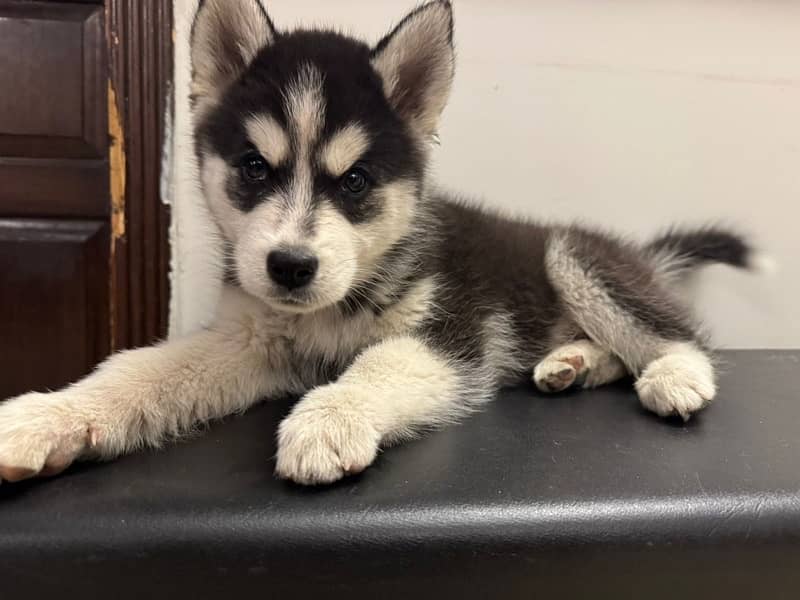 2 Months Siberian Husky 2