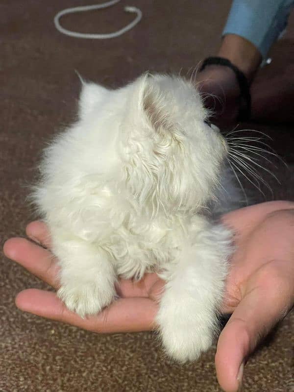 cat Persian kids 2 month 0