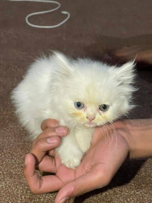 cat Persian kids 2 month 1