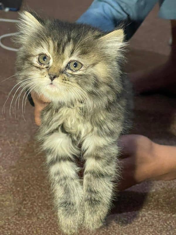 cat Persian kids 2 month 2