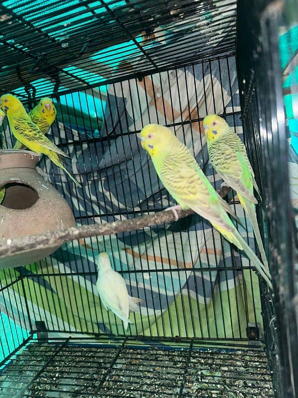 red eyes and jerman fellow budgie breeder pair 0