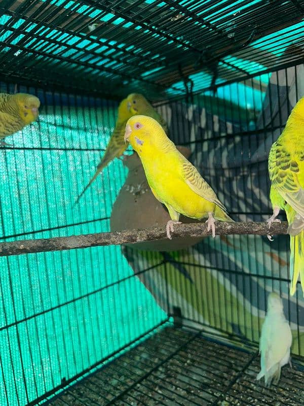 red eyes and jerman fellow budgie breeder pair 1