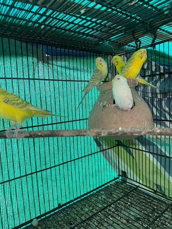 red eyes and jerman fellow budgie breeder pair 2