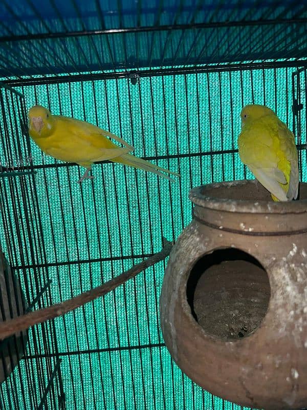 red eyes and jerman fellow budgie breeder pair 3