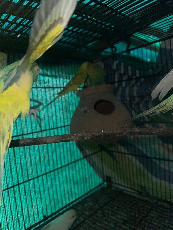 red eyes and jerman fellow budgie breeder pair 4