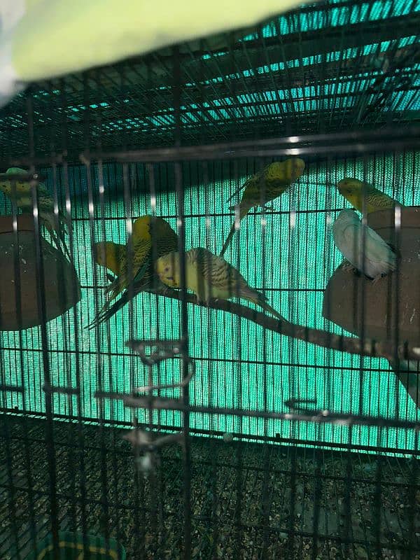 red eyes and jerman fellow budgie breeder pair 5