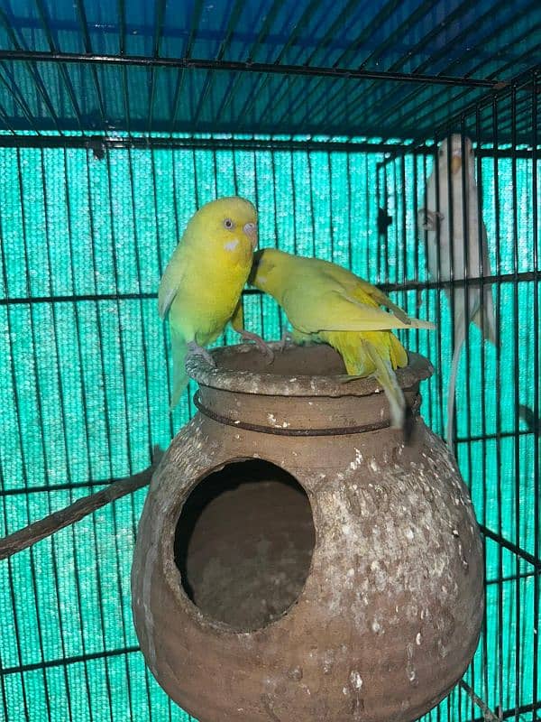 red eyes and jerman fellow budgie breeder pair 6