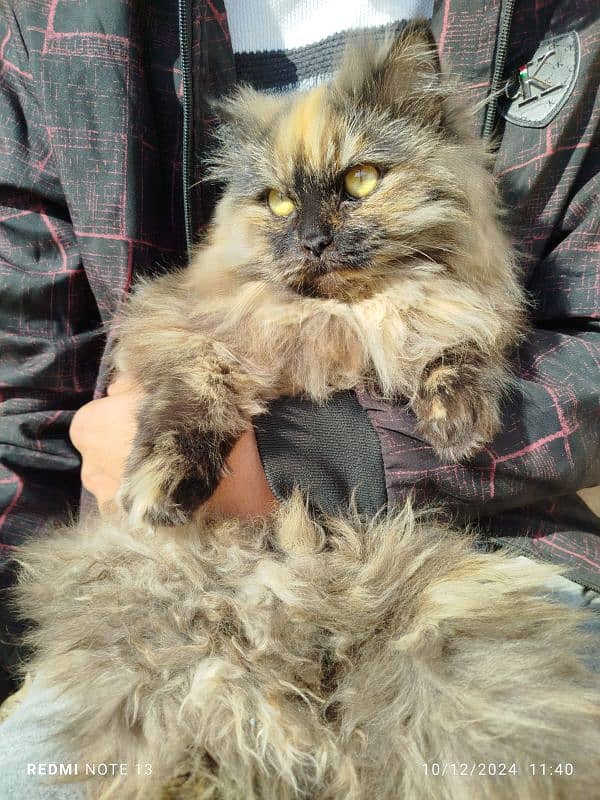 Persian cat 313-544-3836 1