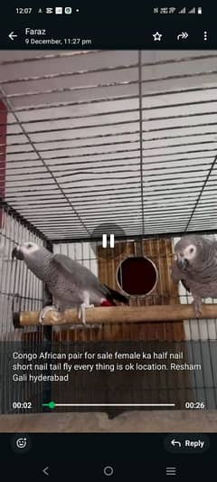 Congo african grey pair for sale