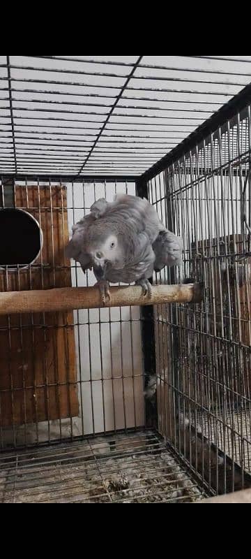 Congo african grey pair for sale 1