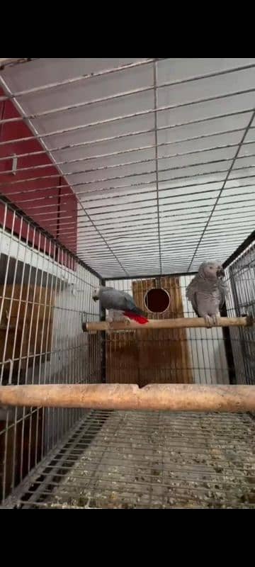 Congo african grey pair for sale 2