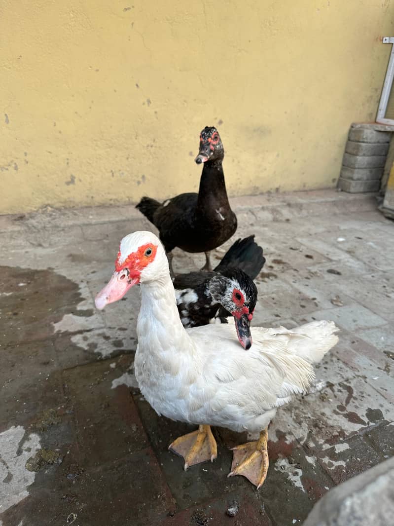 Muscovy Ducks 0