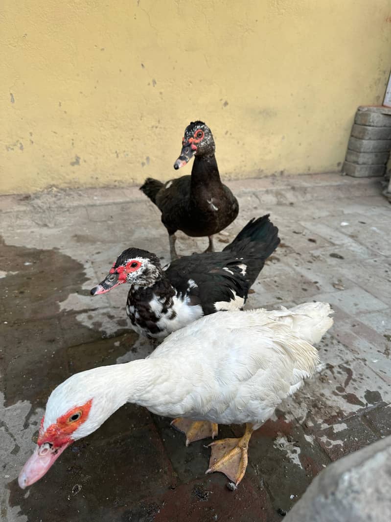 Muscovy Ducks 1