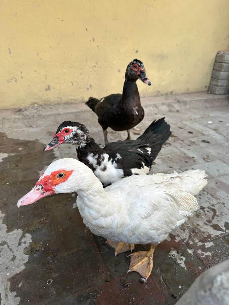 Muscovy Ducks 2