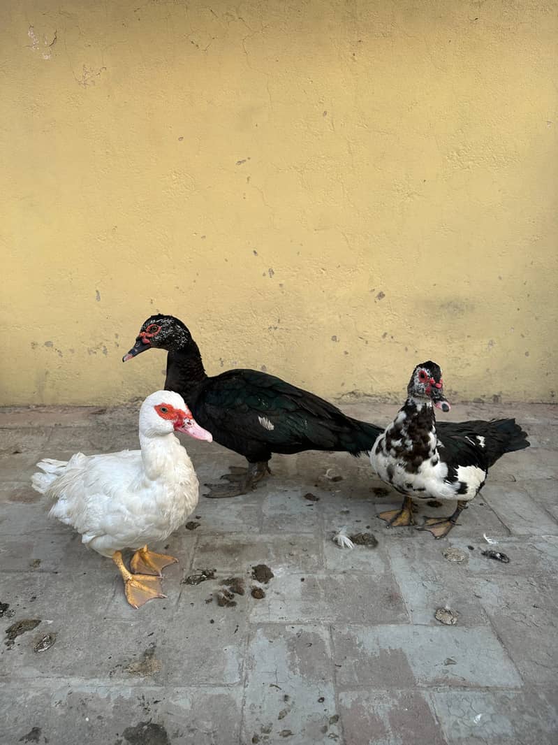 Muscovy Ducks 3