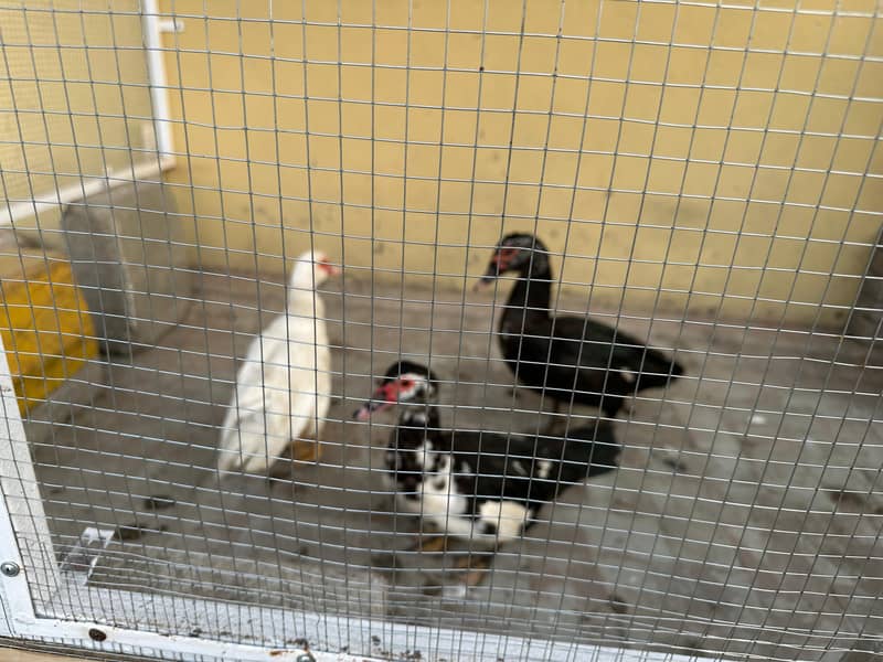 Muscovy Ducks 4